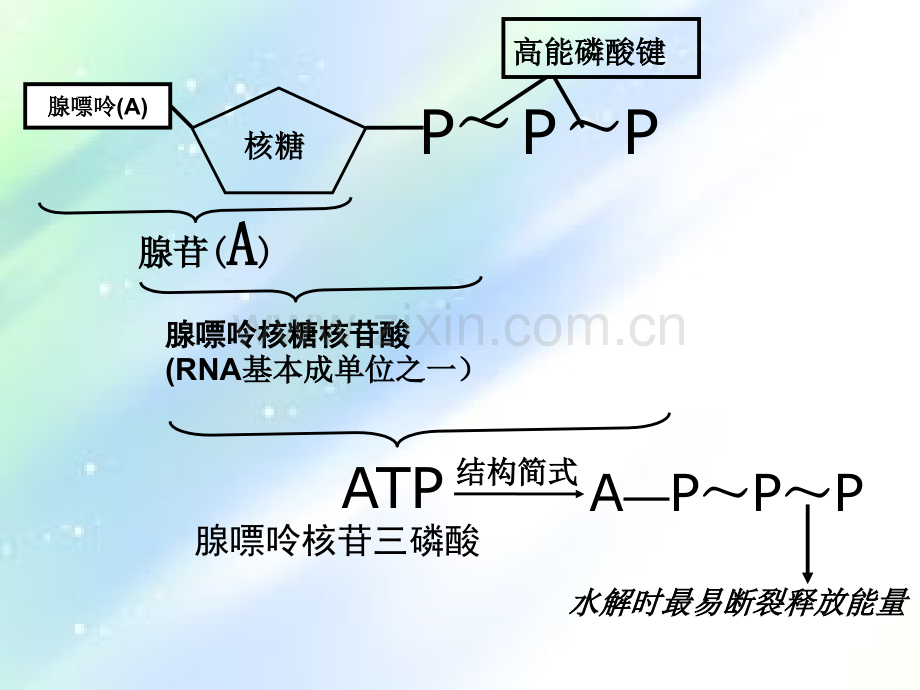 高中生物必修一第四章复习(苏教版).ppt_第3页