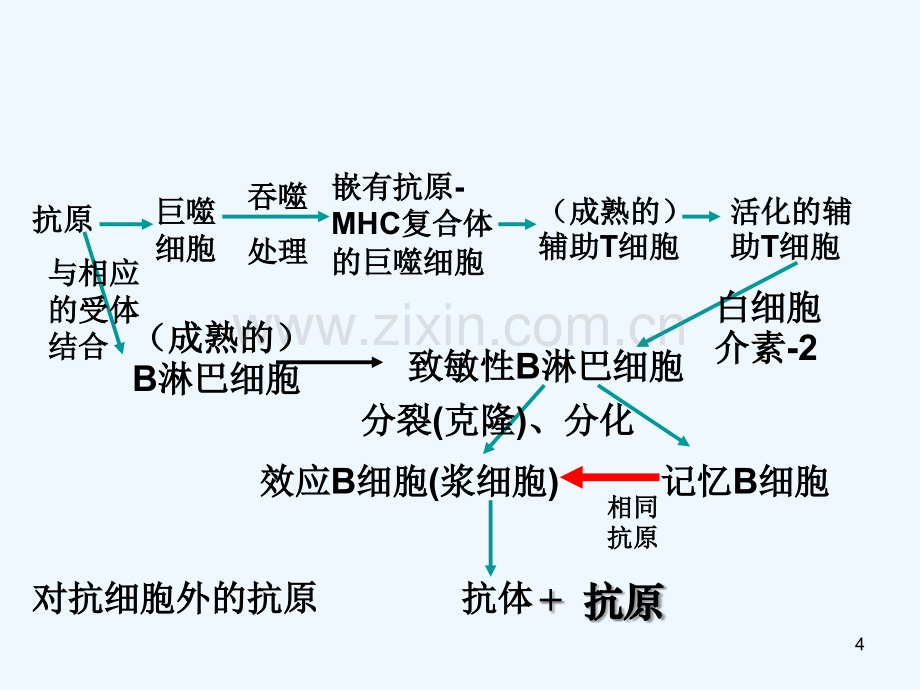 免疫调节-PPT.ppt_第3页