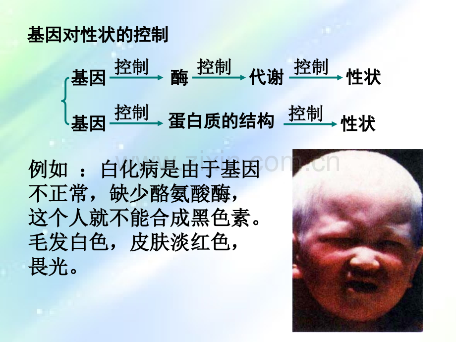 DNA的转录和翻译.ppt_第3页