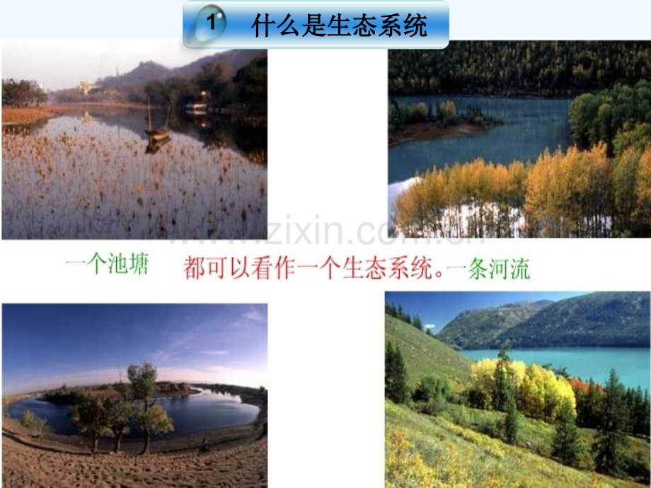 生物与环境组成生态系统-PPT课件.ppt_第3页