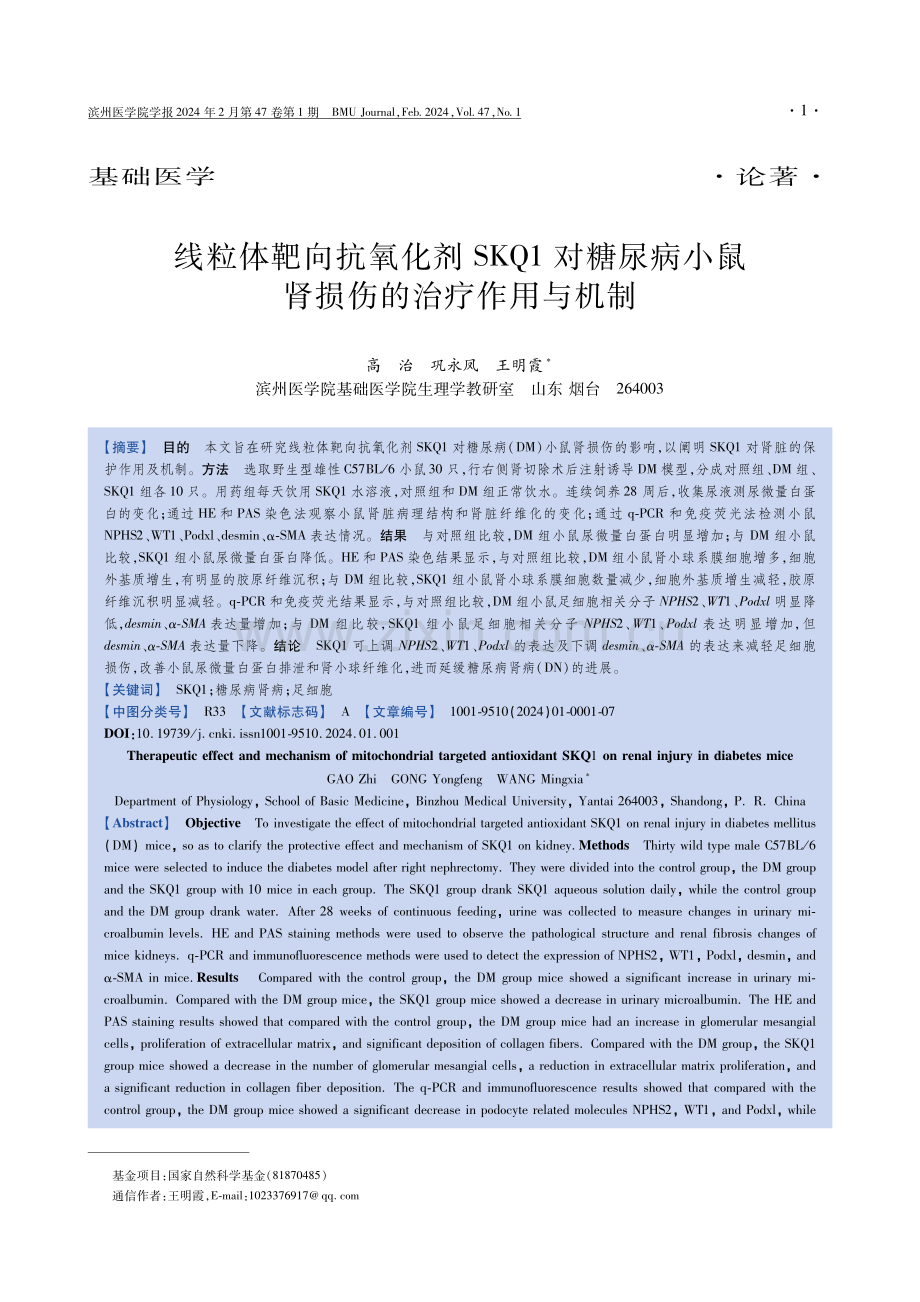 线粒体靶向抗氧化剂SKQ1对糖尿病小鼠肾损伤的治疗作用与机制.pdf_第1页