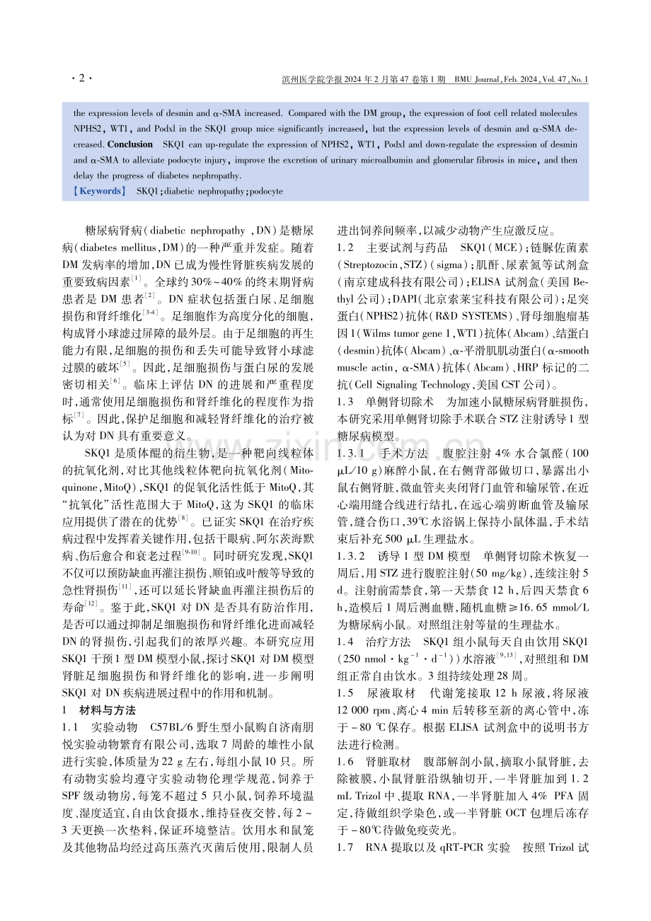 线粒体靶向抗氧化剂SKQ1对糖尿病小鼠肾损伤的治疗作用与机制.pdf_第2页