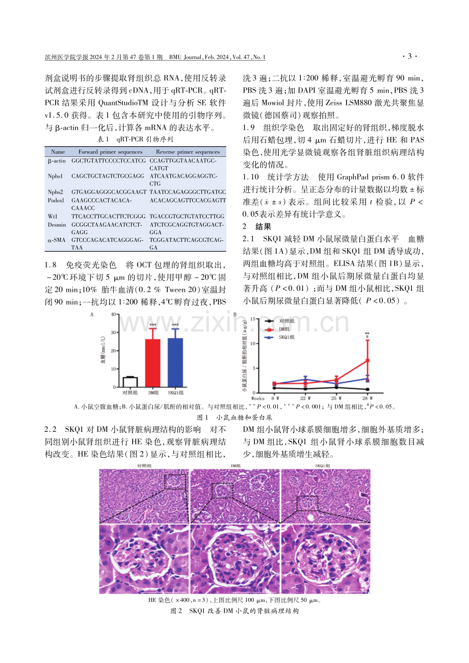 线粒体靶向抗氧化剂SKQ1对糖尿病小鼠肾损伤的治疗作用与机制.pdf_第3页