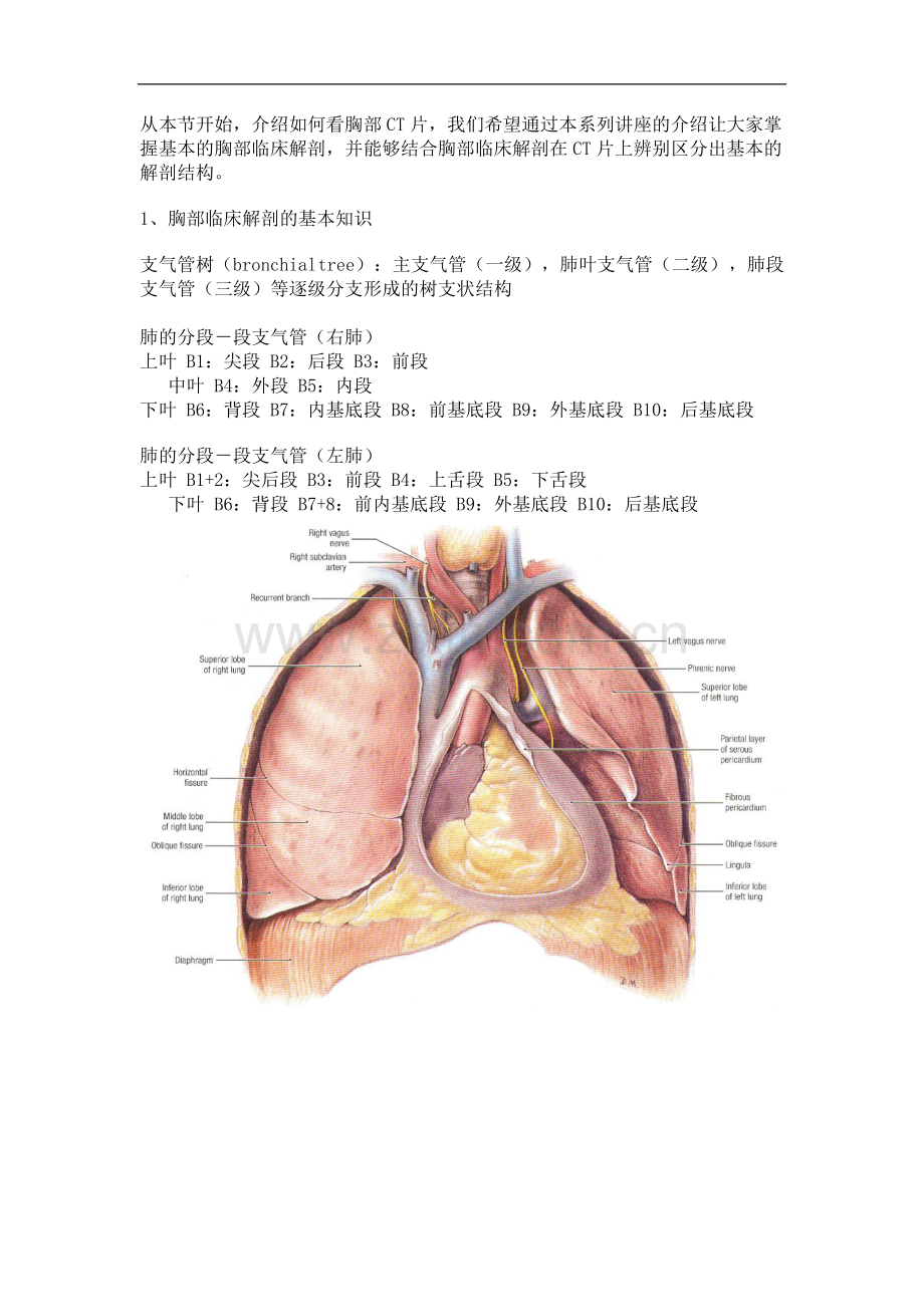 肺段详细.doc_第1页