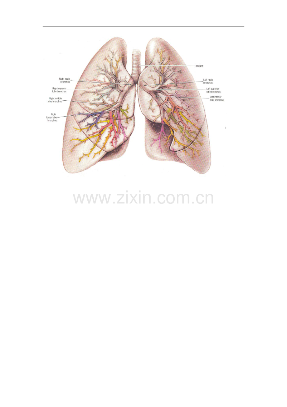 肺段详细.doc_第2页