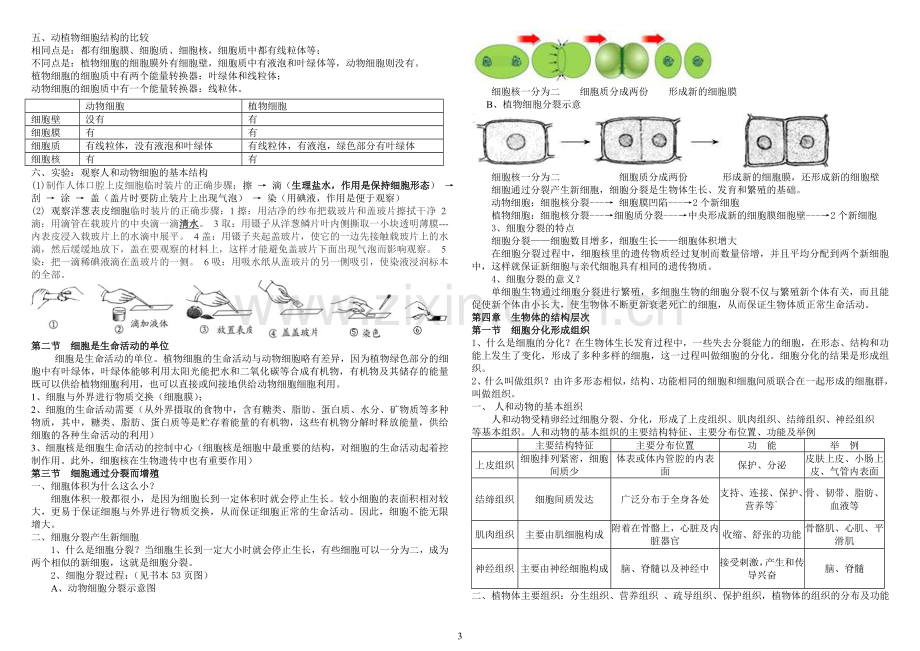 北师大版生物七年级上册复习提纲(详细版).doc_第3页