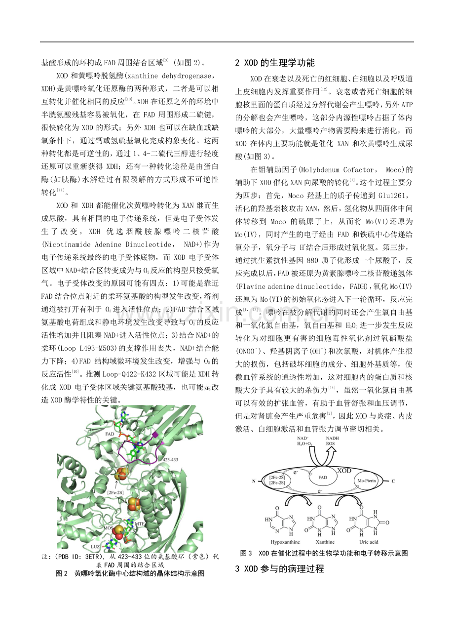 黄嘌呤氧化酶及其抑制剂的研究进展.pdf_第2页