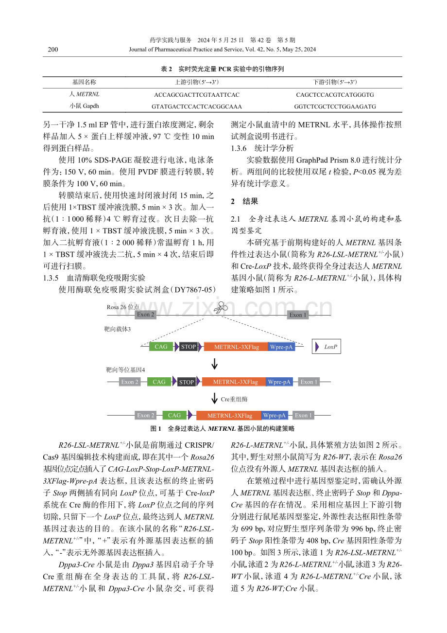 全身过表达人METRNL基因小鼠模型的构建与验证 (1).pdf_第3页