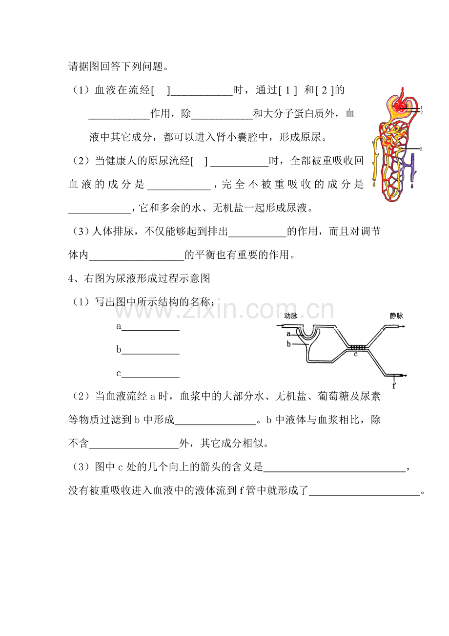 人体内废物的排出检测题3.doc_第2页