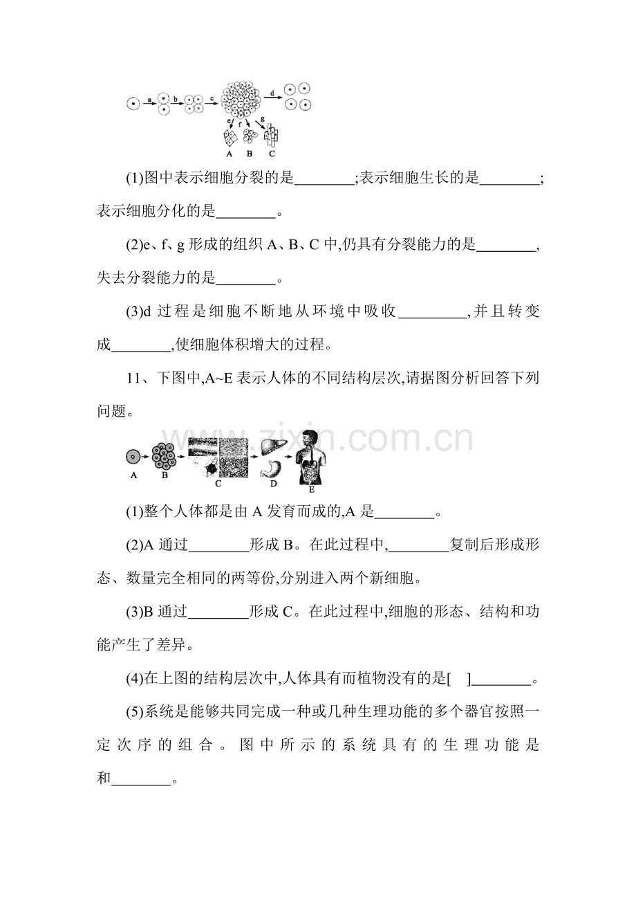 动物体的结构层次练习题4.doc_第3页