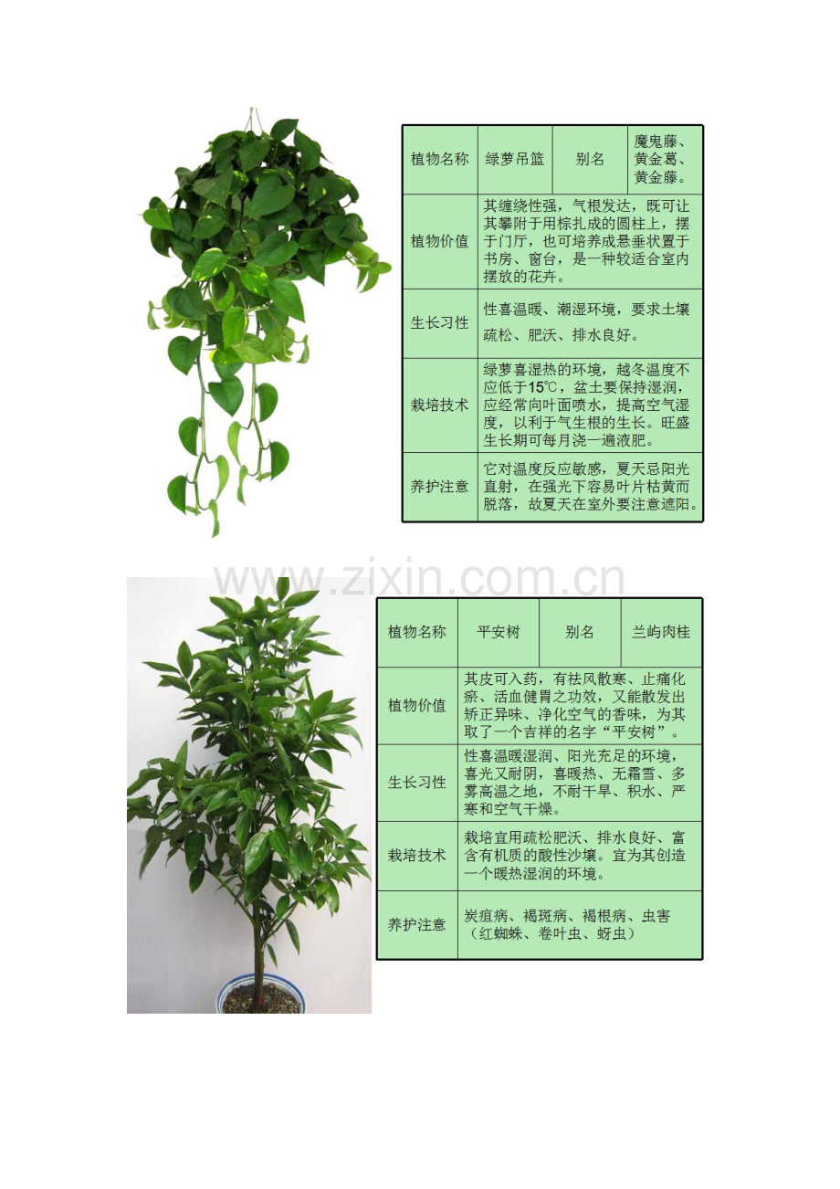 成都绿植租赁报价表及管理制度.doc_第3页