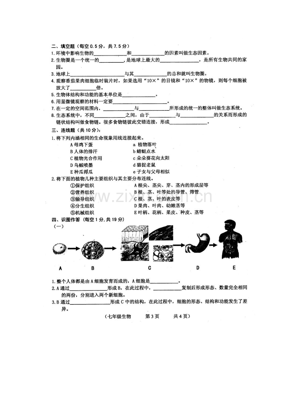 2015-2016学年七年级生物上册期中检测试题4.doc_第3页