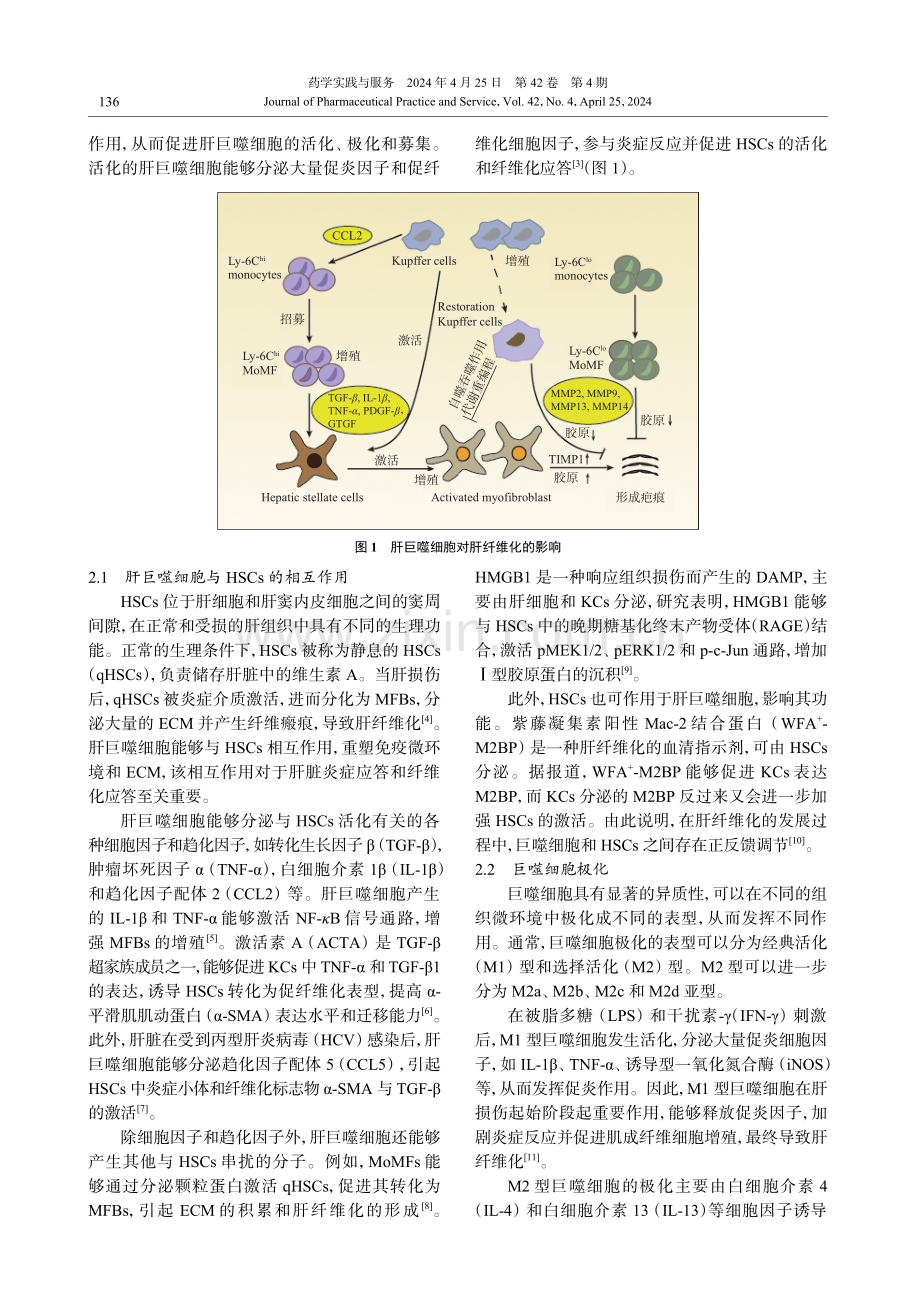 肝巨噬细胞与肝纤维化研究进展.pdf_第2页