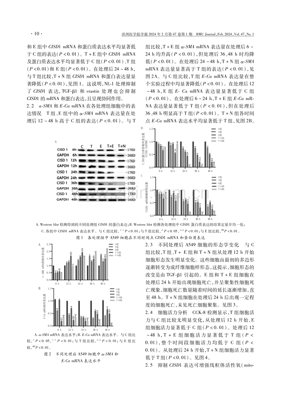 CDGSH铁硫结构域1在肺纤维化和铁死亡中的作用与机制.pdf_第3页