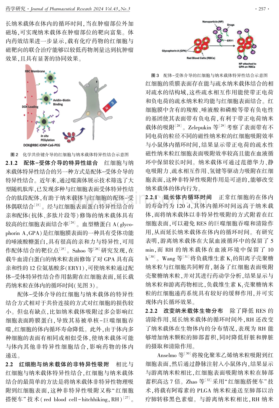 红细胞-纳米载体递药系统研究进展.pdf_第3页