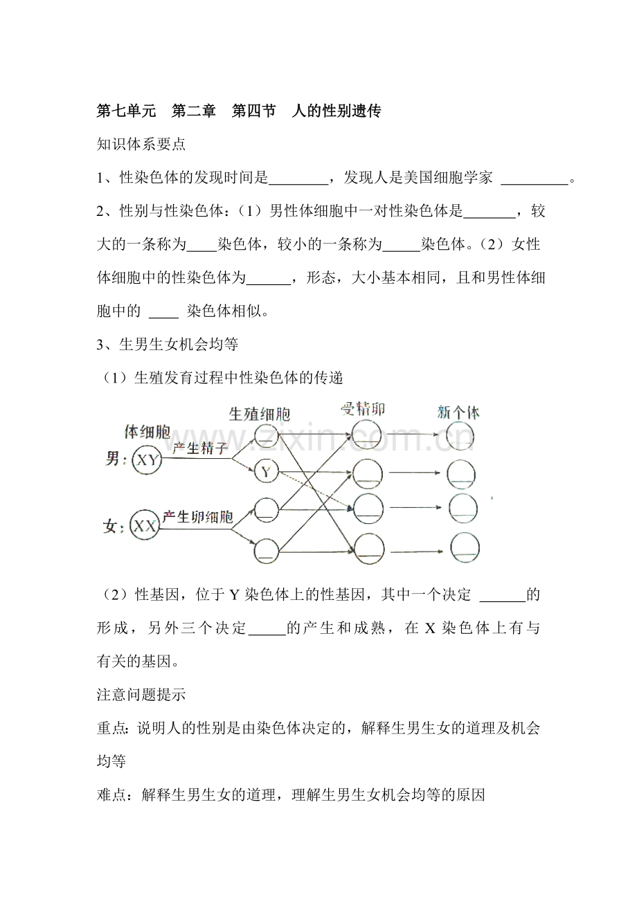 人的性别遗传同步学习.doc_第1页