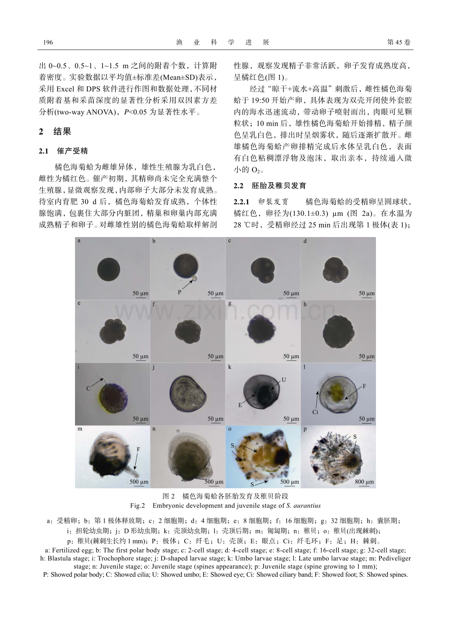 橘色海菊蛤人工繁育技术研究.pdf_第3页