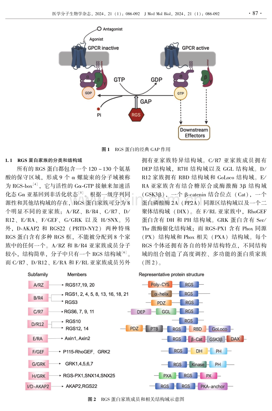 G蛋白信号转导调节因子在癌症中的新兴作用.pdf_第2页