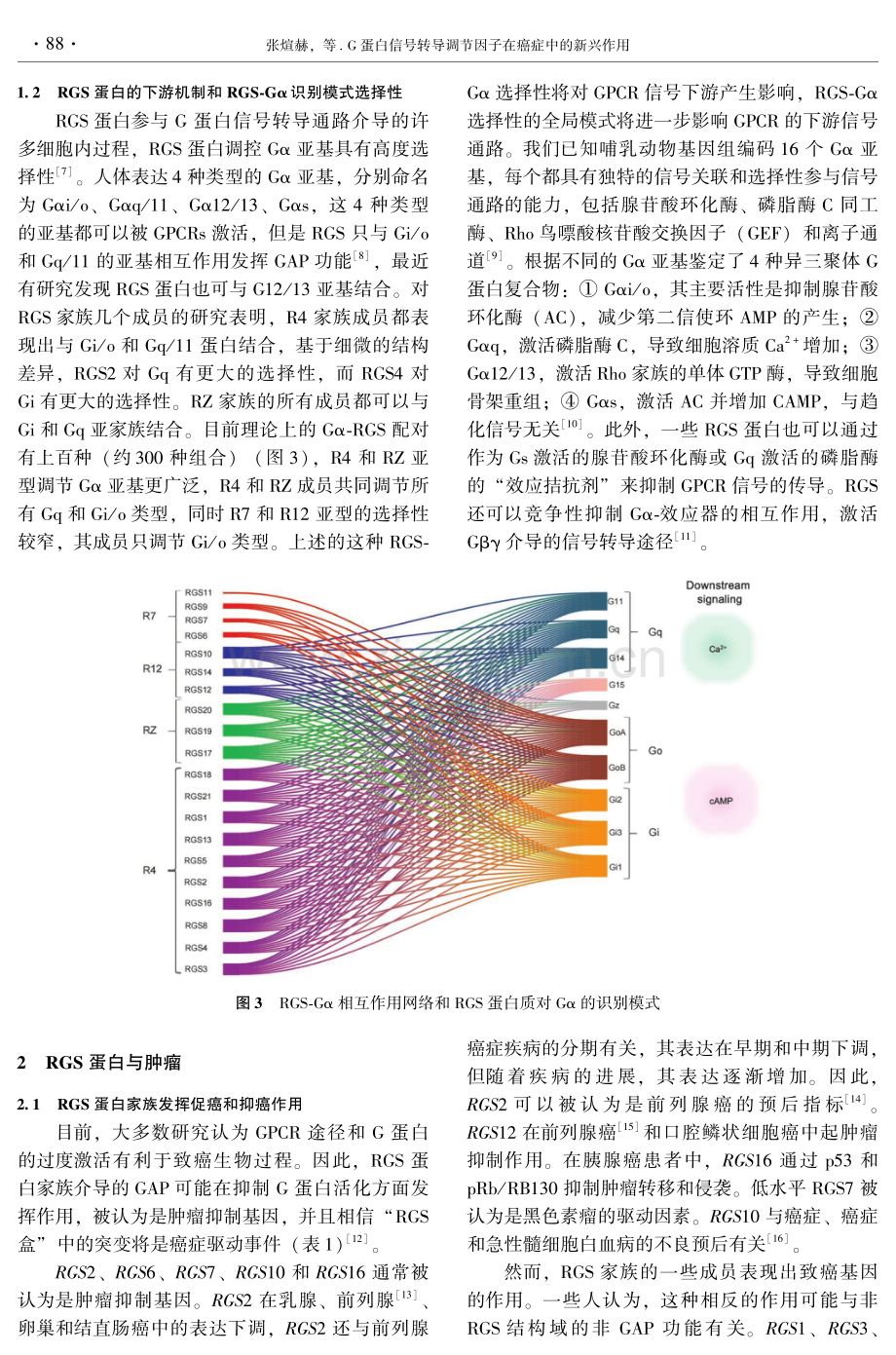 G蛋白信号转导调节因子在癌症中的新兴作用.pdf_第3页