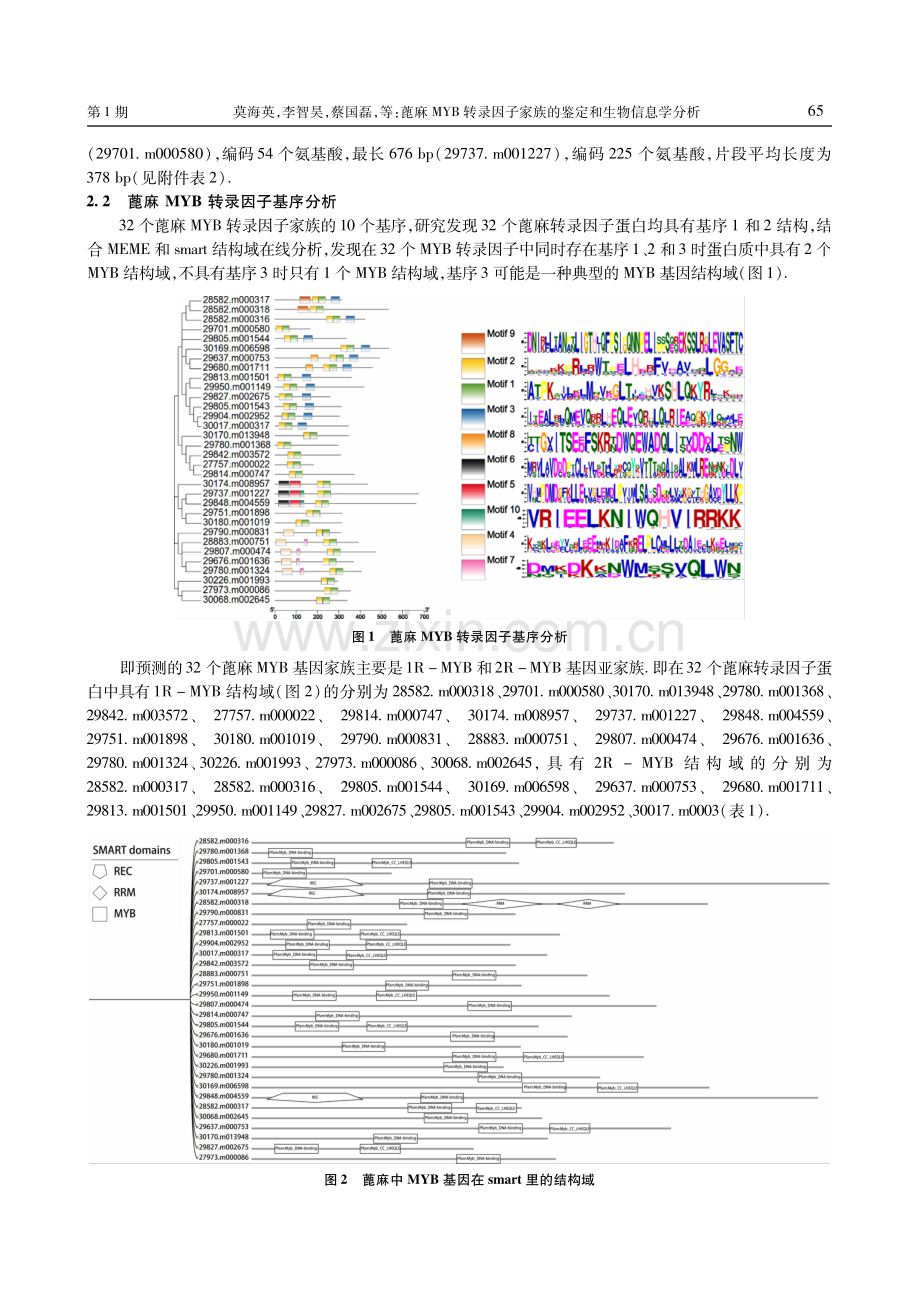 蓖麻MYB转录因子家族的鉴定和生物信息学分析.pdf_第3页