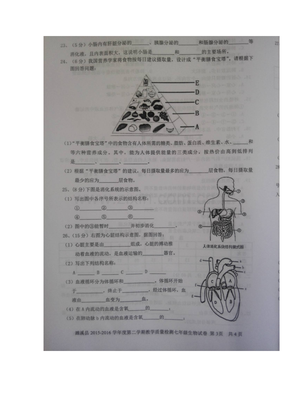 安徽省濉溪县2015-2016学年七年级生物下册期中测试题.doc_第3页