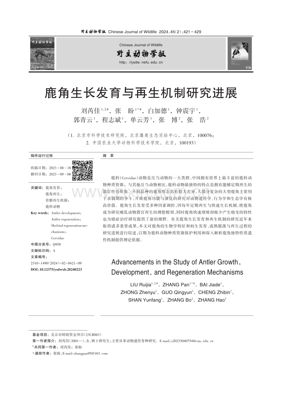 鹿角生长发育与再生机制研究进展.pdf_第1页