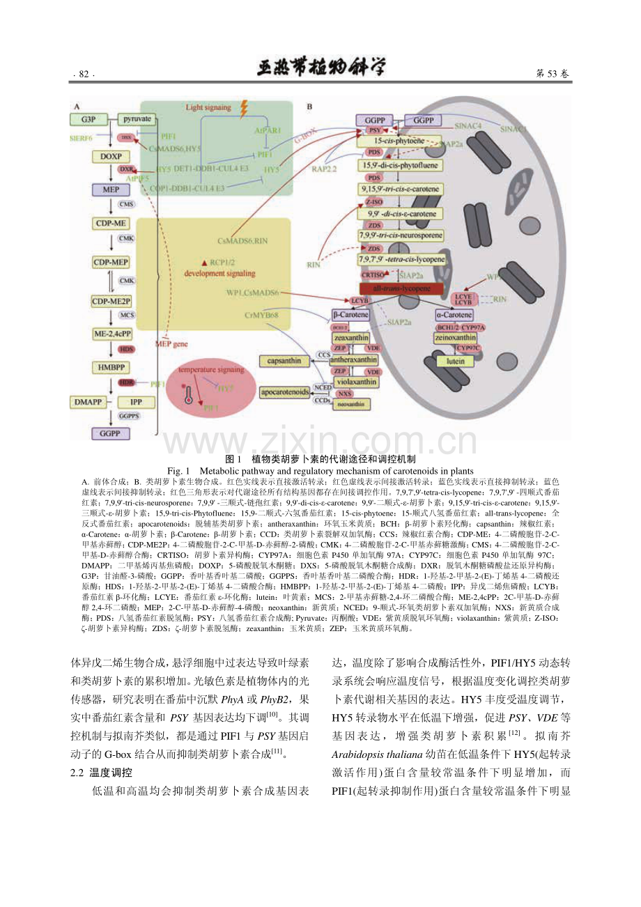 植物类胡萝卜素的代谢调控及储存转运研究进展.pdf_第3页