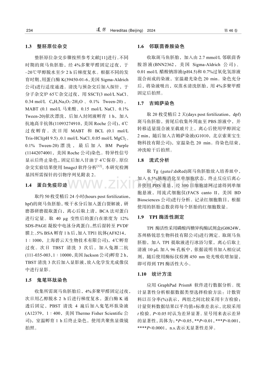 TPI缺乏症斑马鱼模型的构建及分析.pdf_第3页