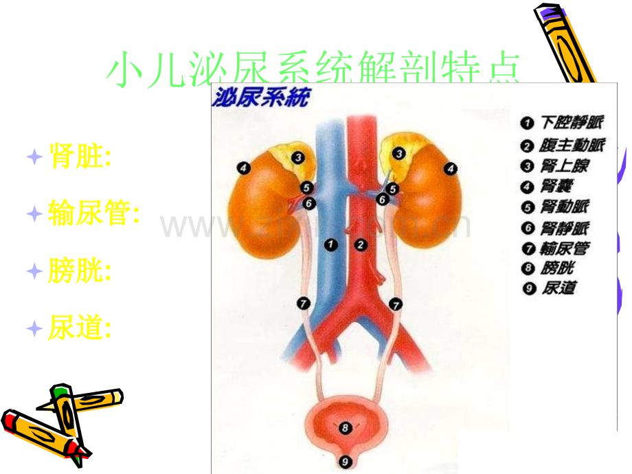 小儿泌尿系统疾病总论资料.ppt_第3页