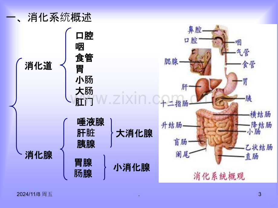 幼儿消化系统概述及常见病及保健.ppt_第3页