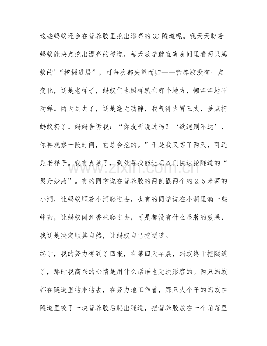 关于蚂蚁团结精神的作文4篇.docx_第2页