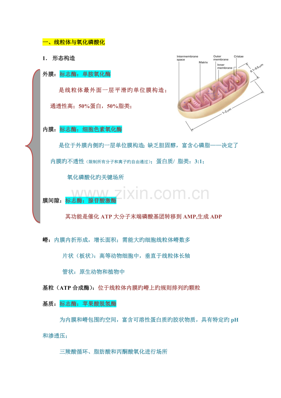 2023年细胞生物学线粒体与叶绿体知识点整理.doc_第1页