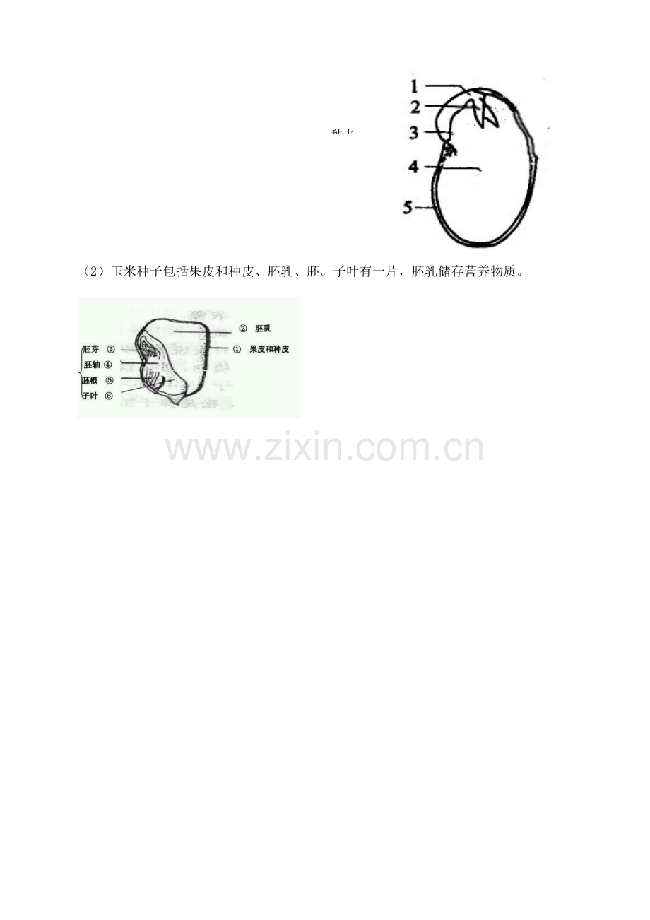 2023年生物圈中的绿色植物知识点一.doc_第2页