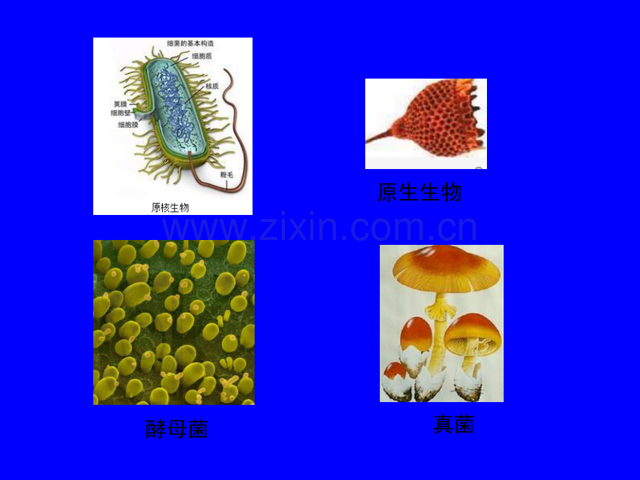 发酵工程---第二章-工业微生物的生长和产物合成.ppt_第2页