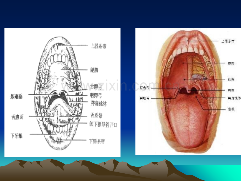 口腔护理的临床应用课件.ppt_第3页