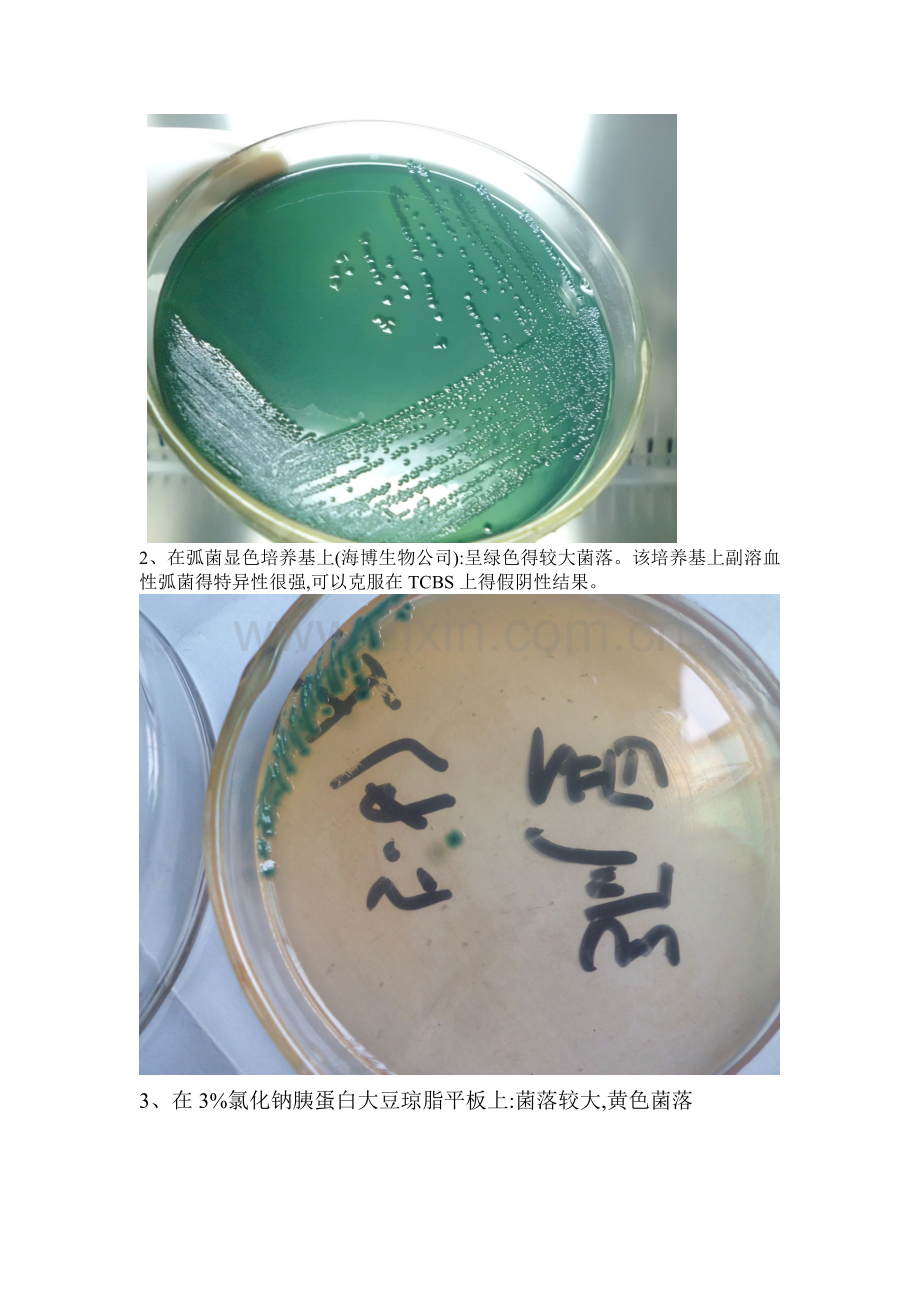 副溶血性弧菌与阪崎肠杆菌得菌落形态.doc_第2页
