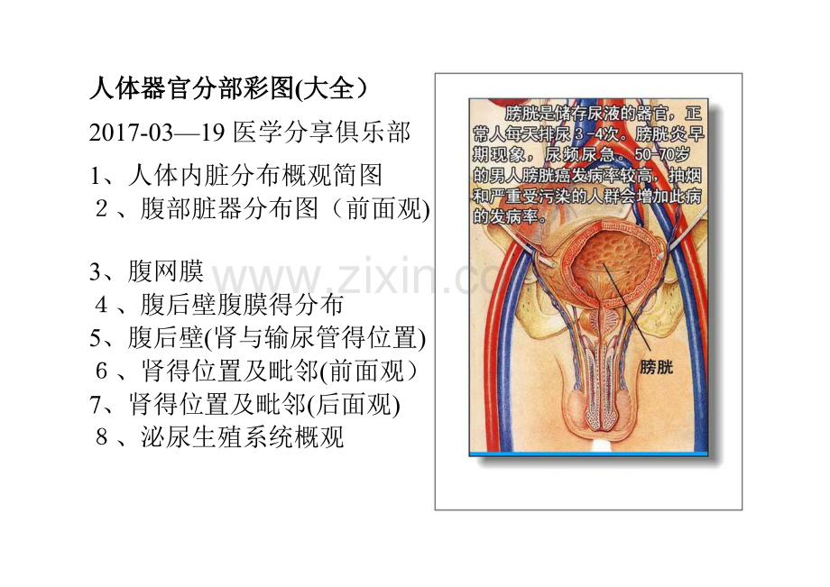 人体器官分部彩图.doc_第1页