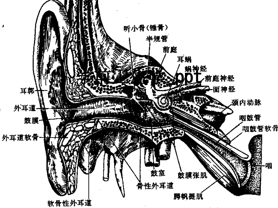 学前卫生学.ppt_第1页