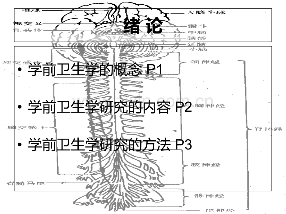 学前卫生学.ppt_第3页