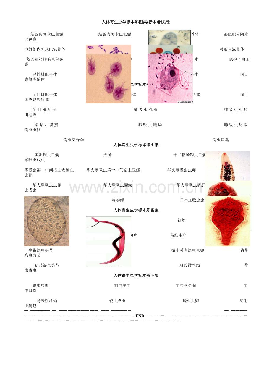 人体寄生虫学标本彩图集.doc_第1页