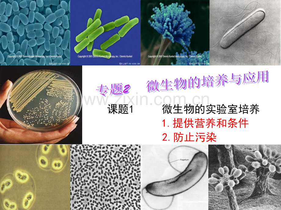 微生物的实验室培养---用.ppt_第2页