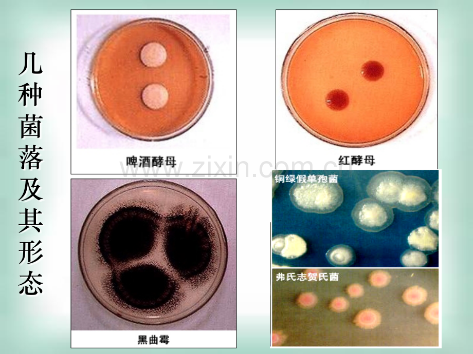 微生物实验室培养.ppt_第3页