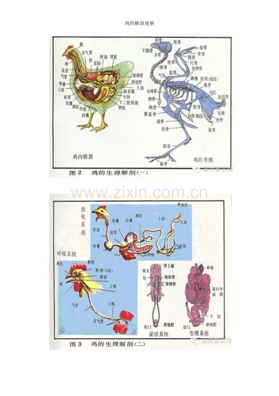 鸡的解剖观察.doc_第2页