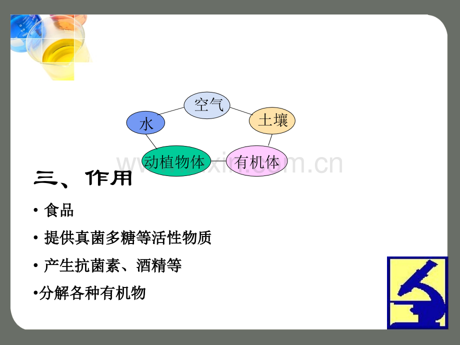 微生物的形态和结构(2).ppt_第3页