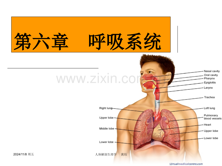 第6章-呼吸系统课件.ppt_第1页