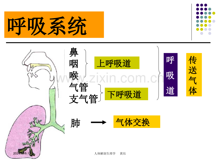 第6章-呼吸系统课件.ppt_第3页