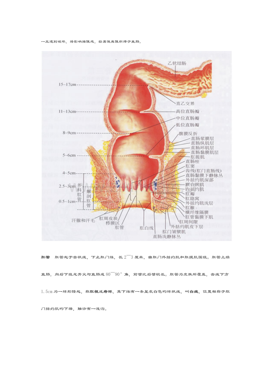 肛门直肠解剖生理.doc_第3页