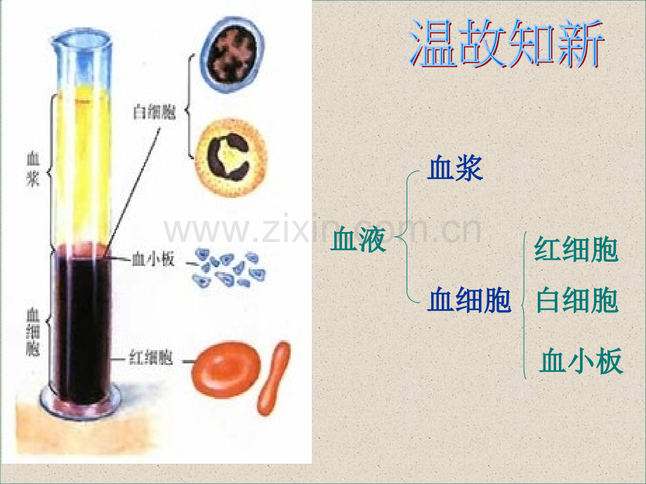 七年级生物(0002)公开课一等奖市赛课一等奖课件.pptx_第2页