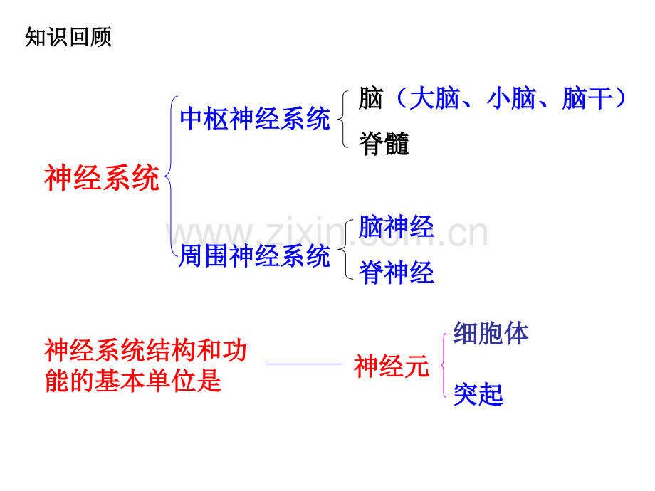 神经调节的基本方式-(共28张)[1].ppt_第1页