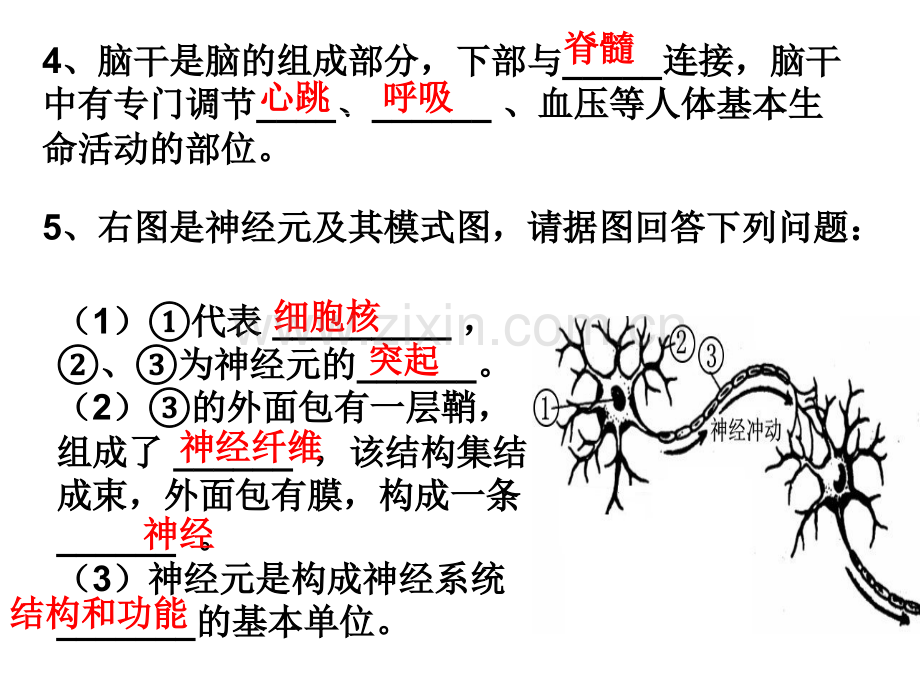 神经调节的基本方式-(共28张)[1].ppt_第3页